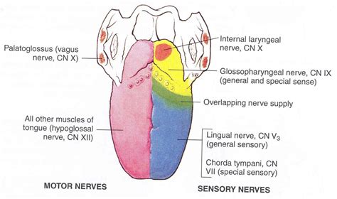 motor innervation of tongue